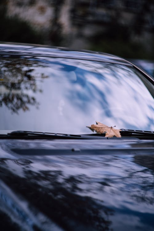 Clean new car windshield with a dried leaf resting on the autoglass surface
